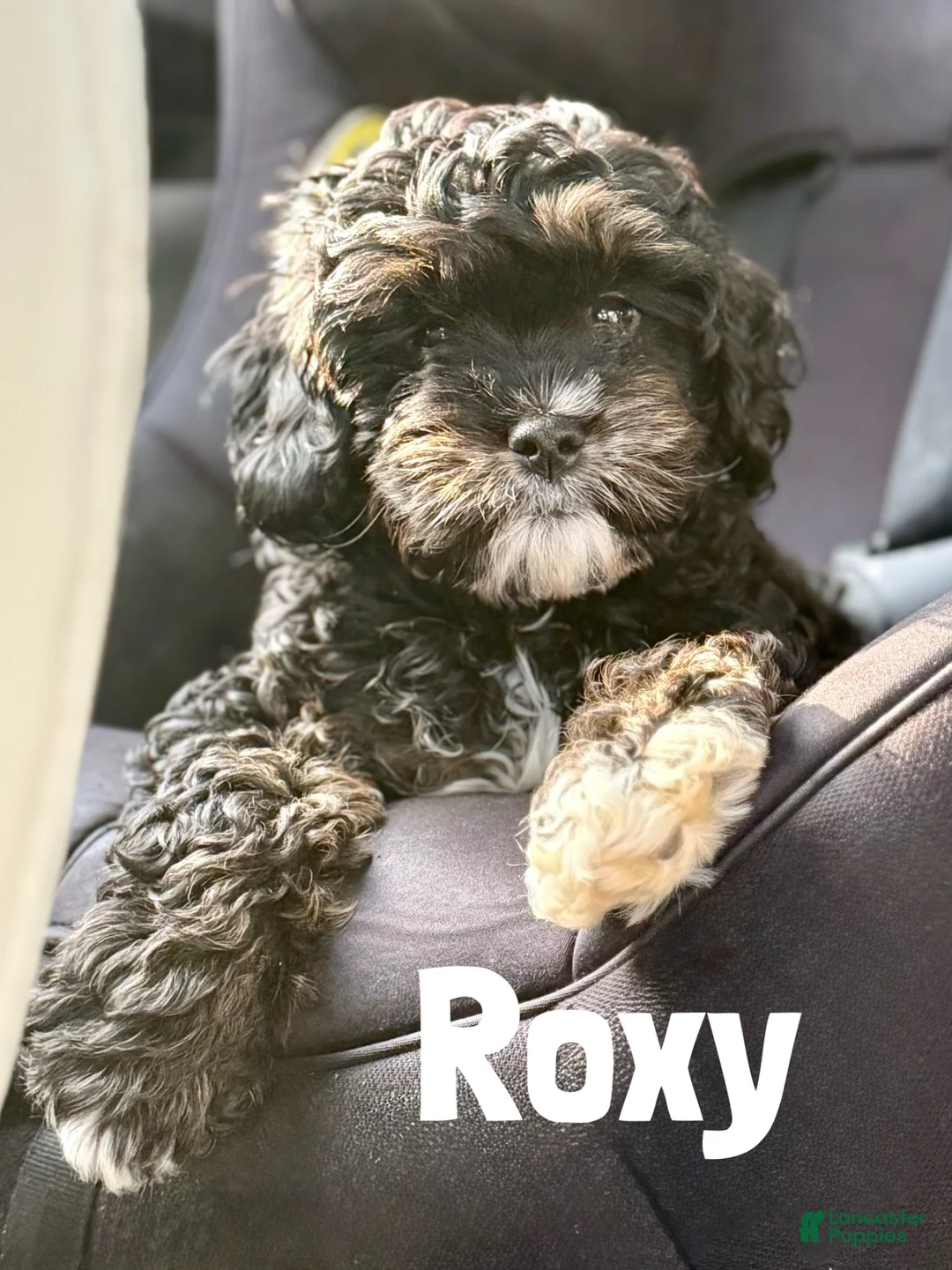 Cavapoo dogs for sale: Rochelle F1b Cavapoo Girl 🐶 - Ad 2