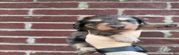 Miniature Dachshund dogs for sale: Amber  - Ad 1