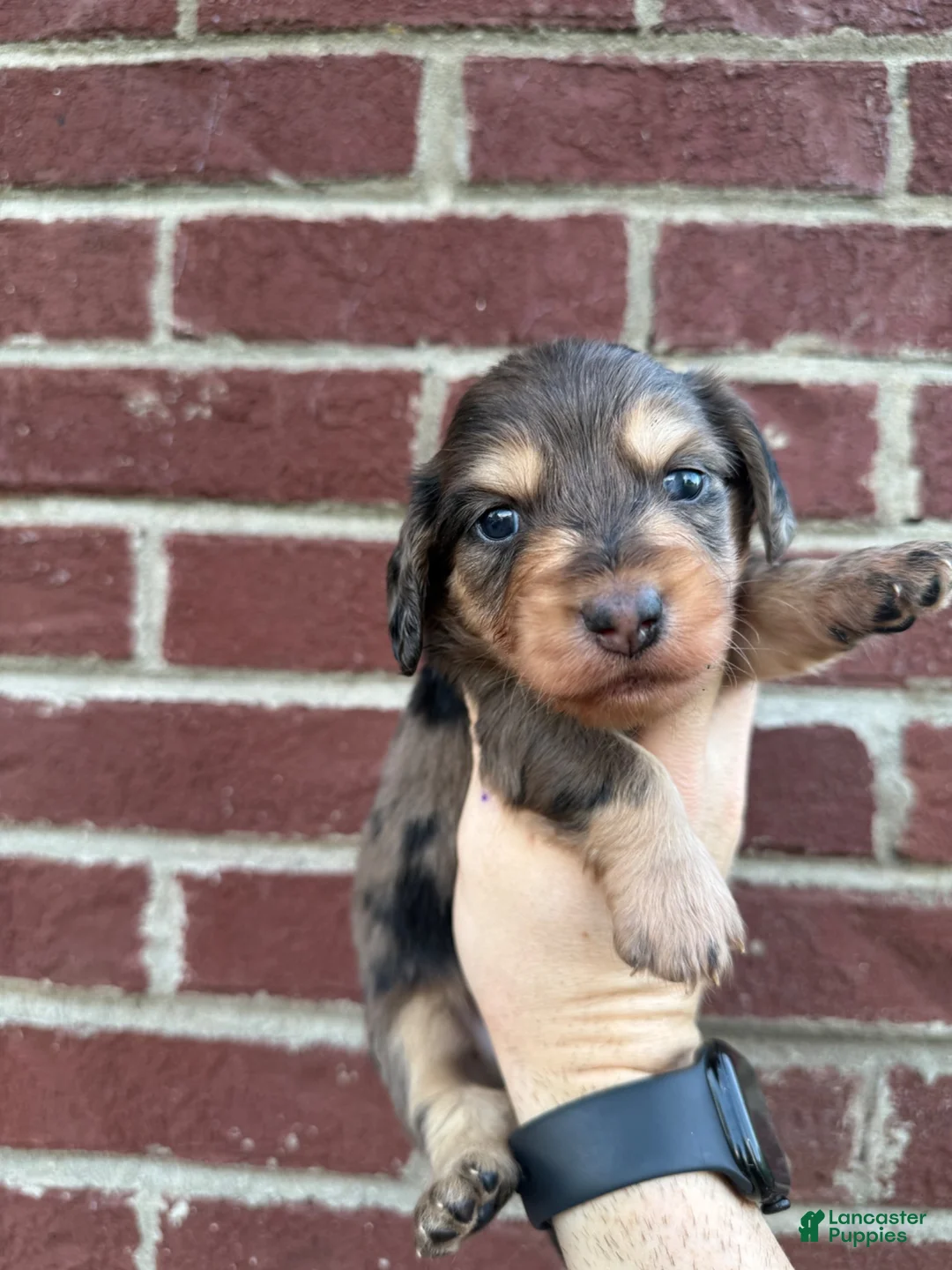 Miniature Dachshund dogs for sale: Amber  - Ad 1
