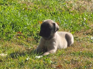 English Mastiff dogs - Ad 2