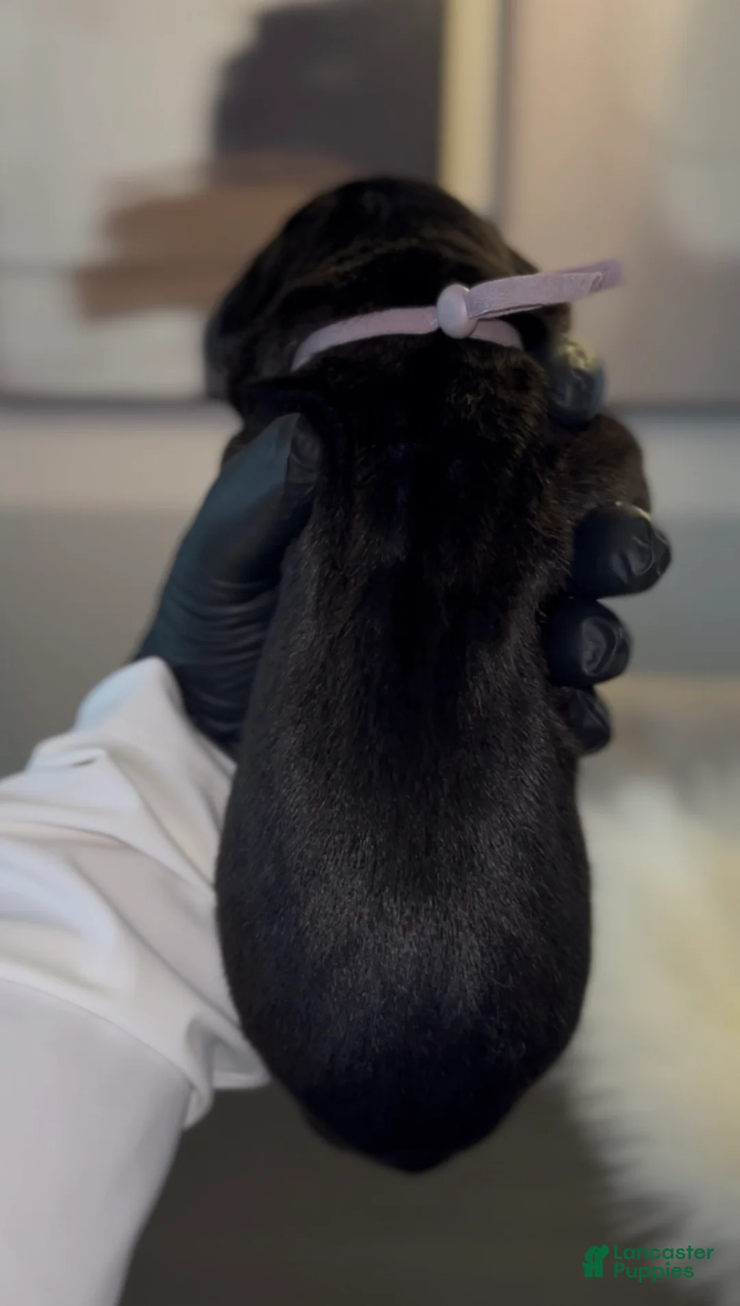 Cane Corso dogs for sale: Merlot - Ad 2