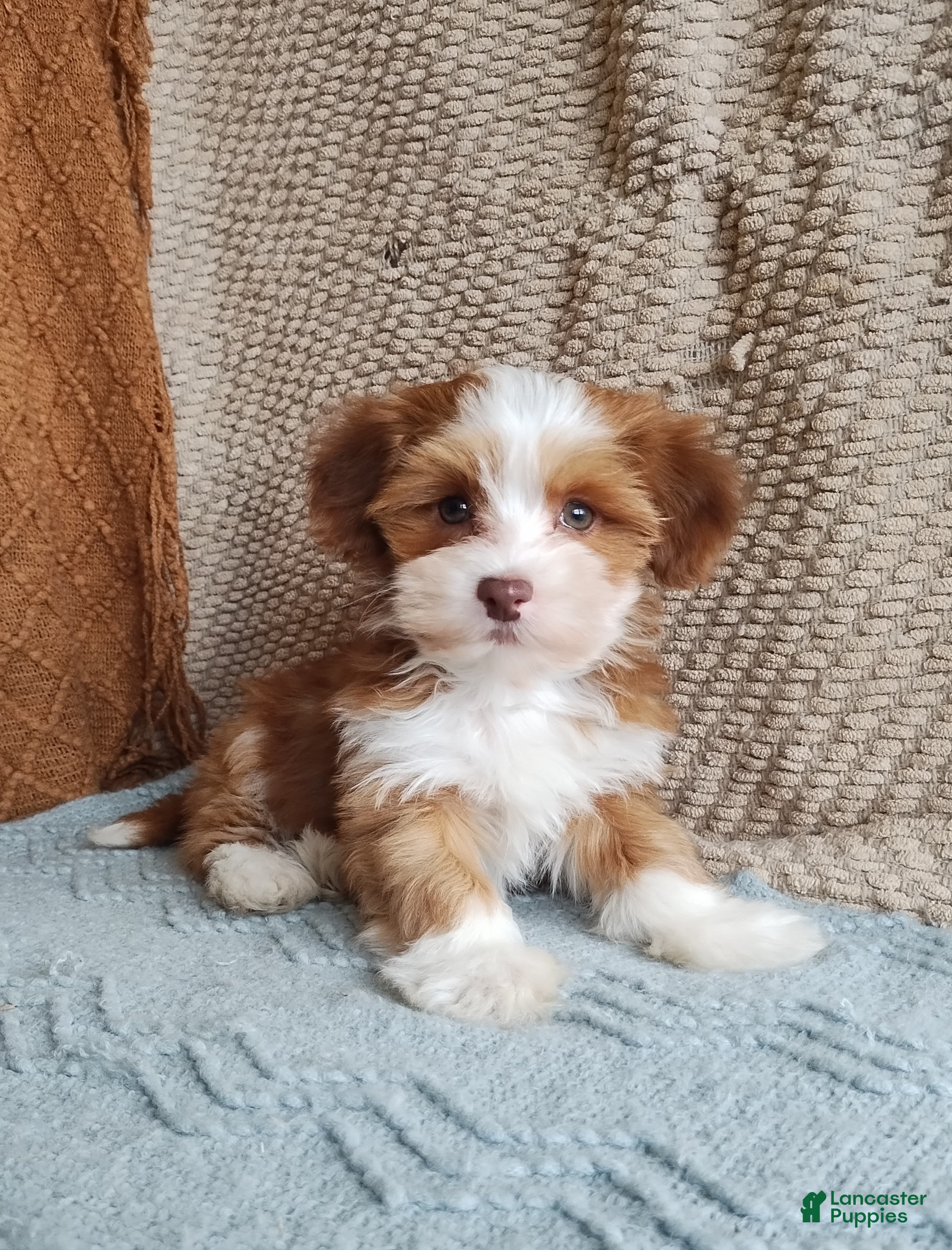 Havanese dogs Jayce  - Ad 2