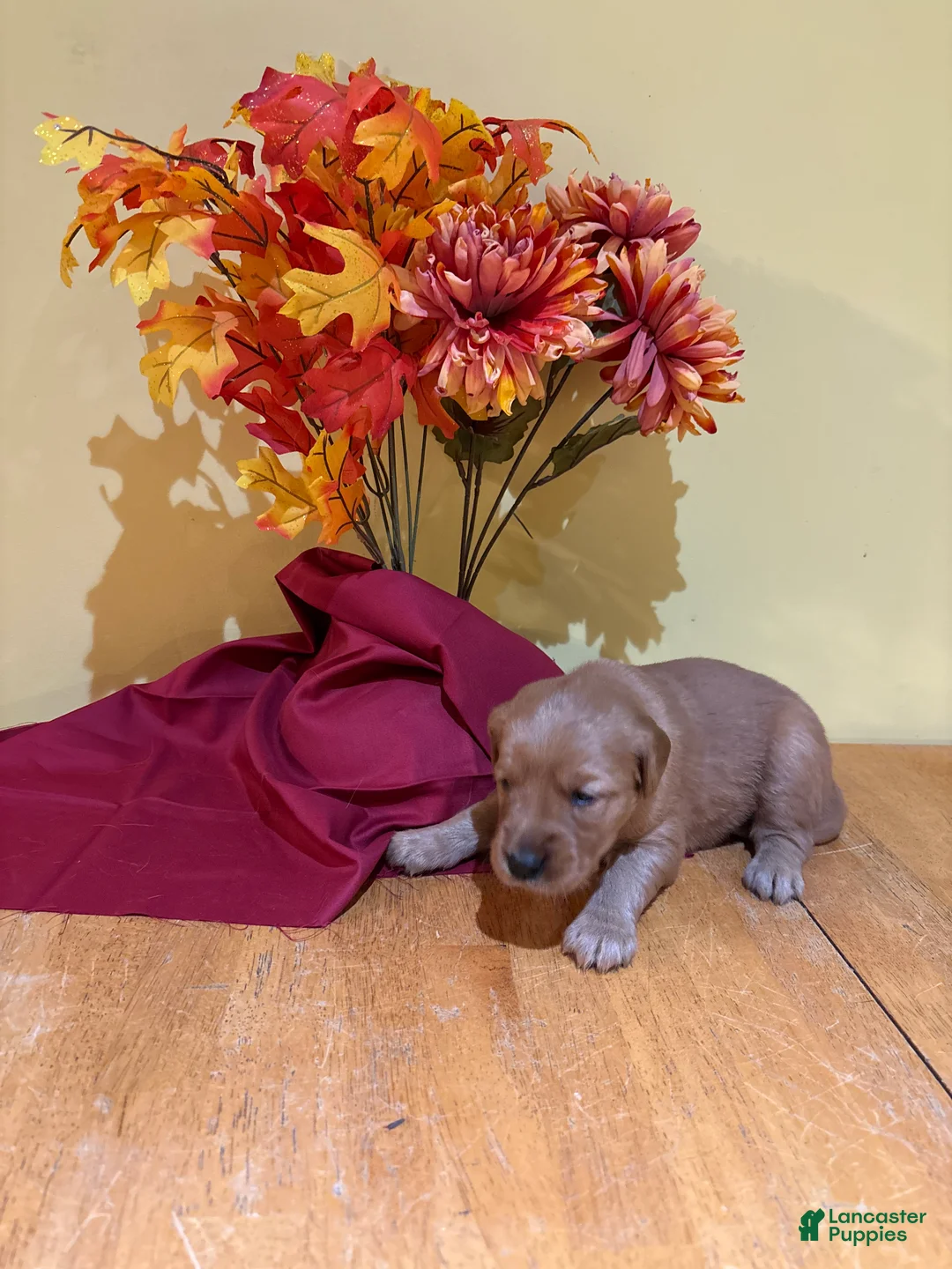 Golden Retriever dogs for sale: Miss Pink - Ad 2