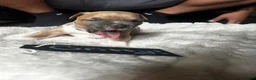 American Pit Bull Terrier dogs for sale: Gritty - Ad 4