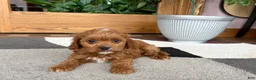 Cavapoo dogs for sale: Cavapoo 1 - Ad 4