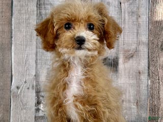 Bichpoo dogs Girl Echo - 8339 - Ad 7