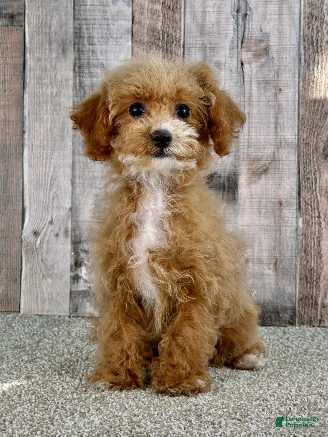 Bichpoo dogs for sale: Girl Echo - 8339 - Ad 1