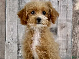 Bichpoo dogs Girl Echo - 8339 - Ad 12