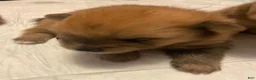 Pomeranian dogs for sale: Pomeranian 1 - Ad 9