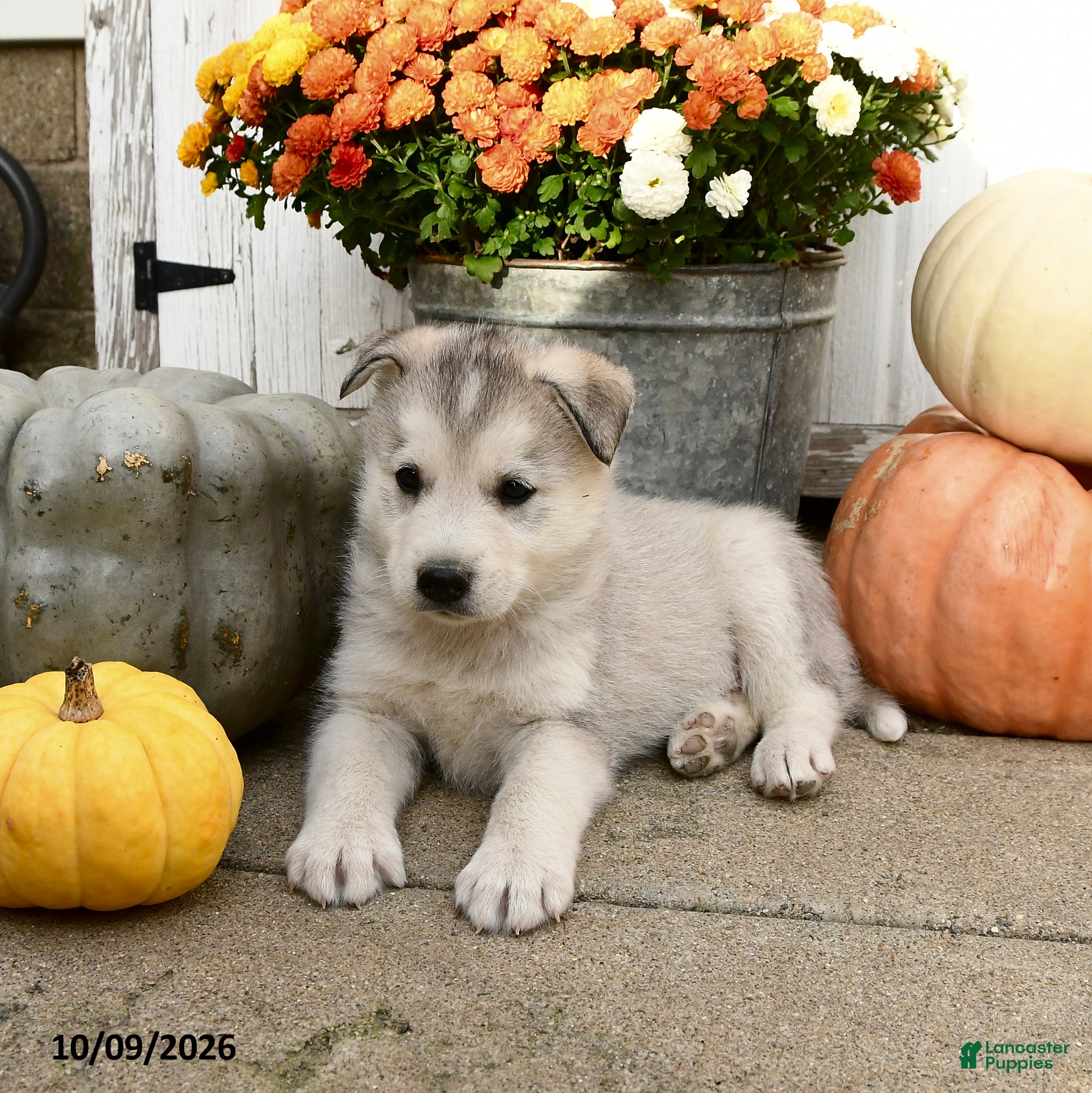 Mixed Breed dogs for sale: Tango - Ad 2