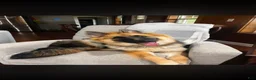 German Shepherd dogs for sale: Male 1 - Ad 3