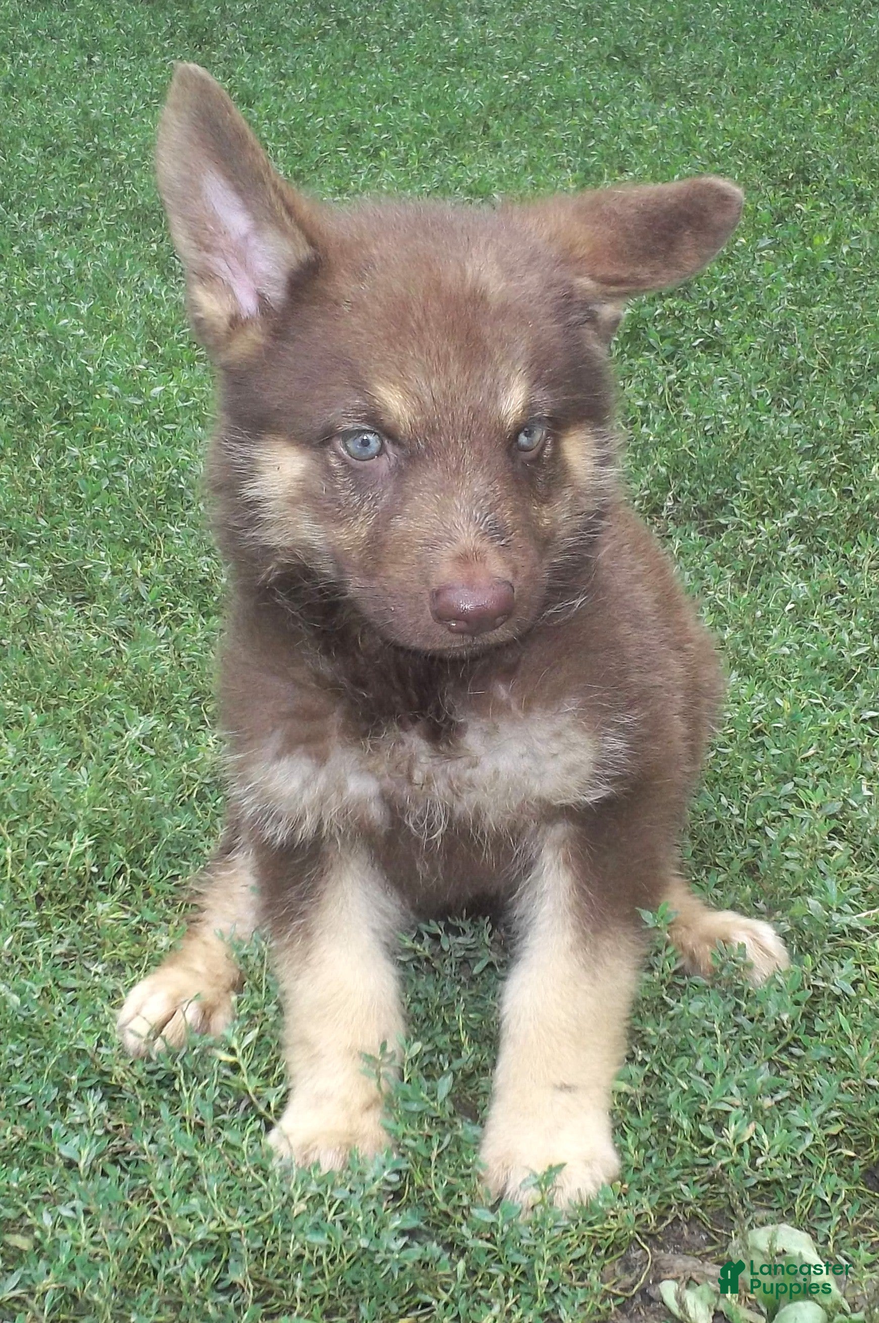 German Shepherd dogs Mocha - Ad 16