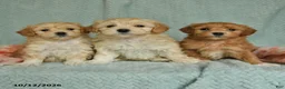 Maltipoo dogs for sale: Denny - Ad 5