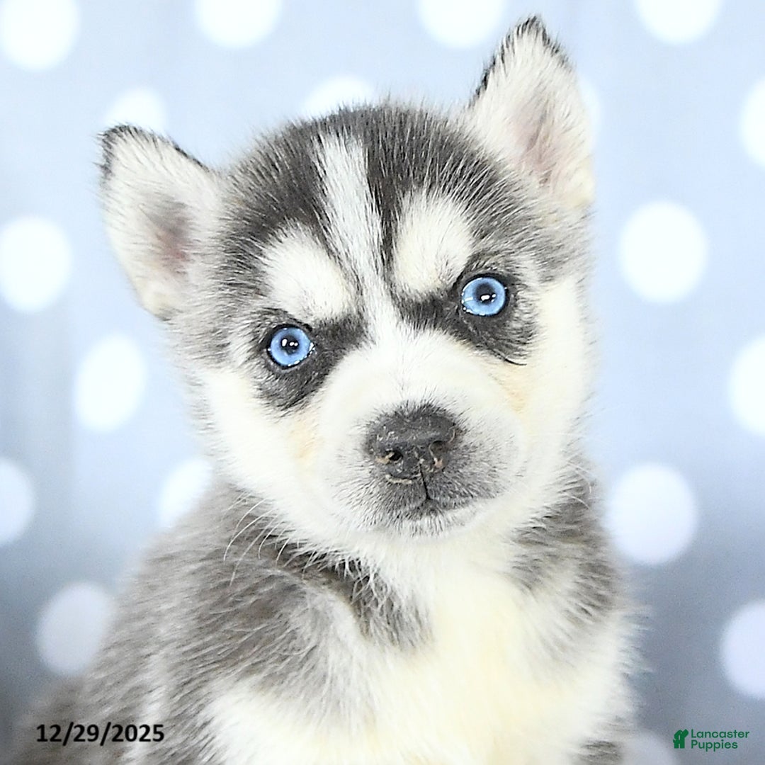 Siberian Husky dogs for sale: Rex - Ad 4