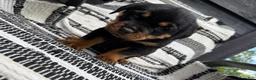 Rottweiler dogs for sale: Stella - Ad 5