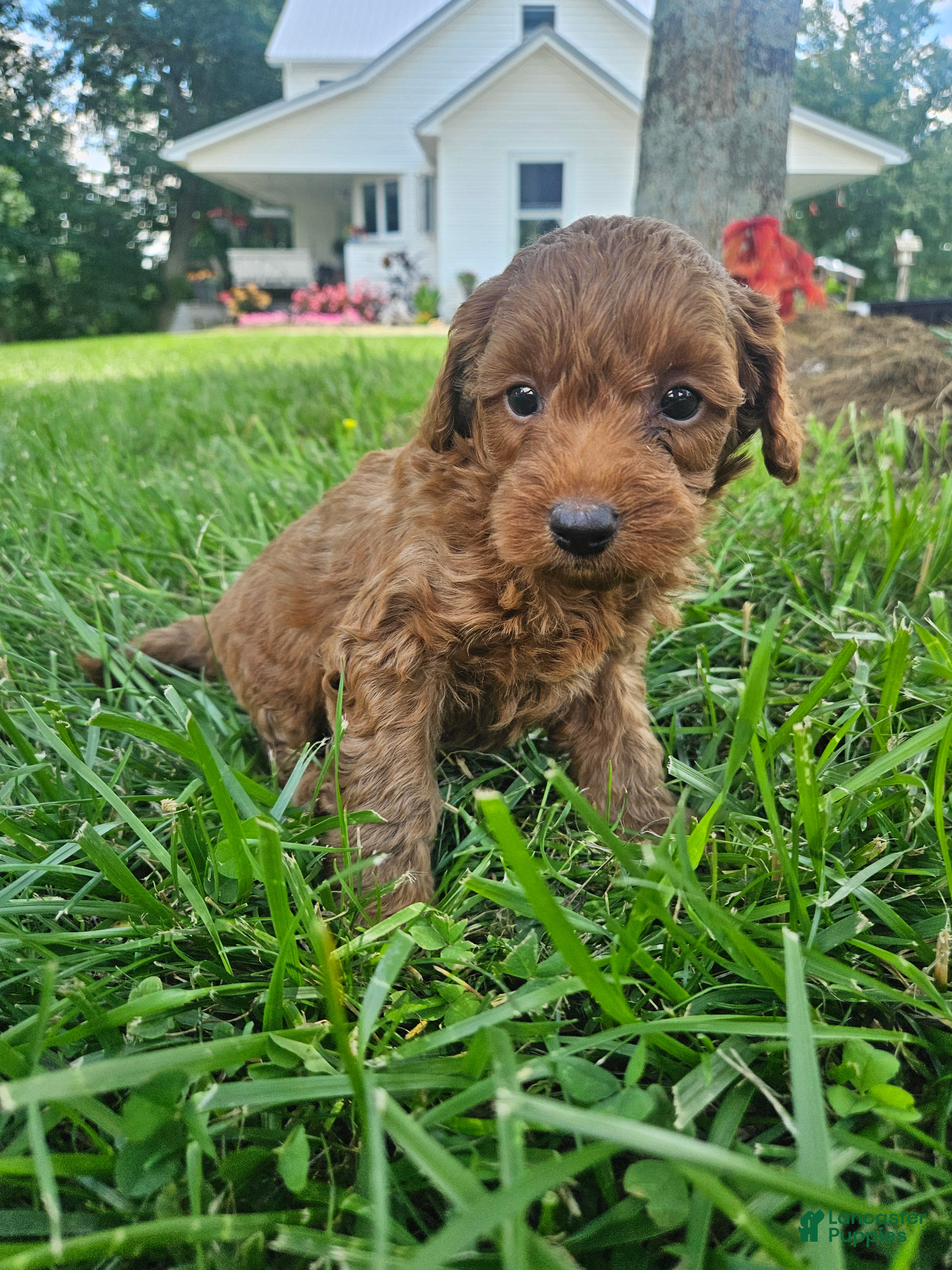 Cavapoo dogs Jet - Ad 30