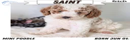 Miniature Poodle dogs for sale: Saint - Ad 1