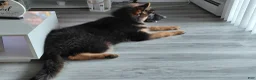 German Shepherd dogs for sale: Krypton Z Doliny Debow  - Ad 7