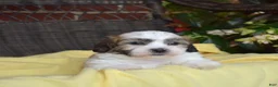 Teddy Bear dogs for sale: Chowder  - Ad 11