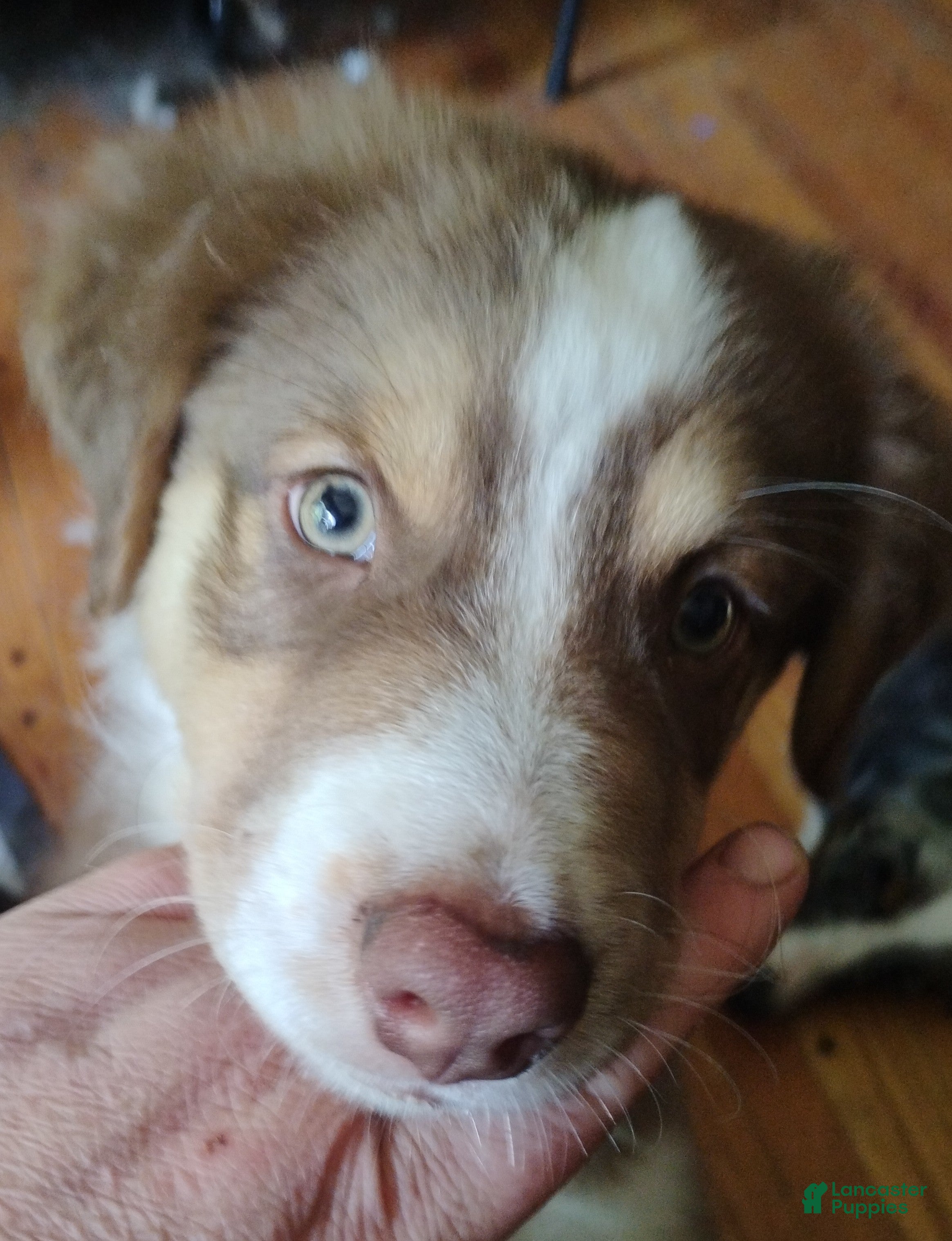 Australian Shepherd dogs Ridge - Ad 2