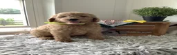 Goldendoodle dogs for sale: Goldendoodle 3 Ryan - F1b  - Ad 3