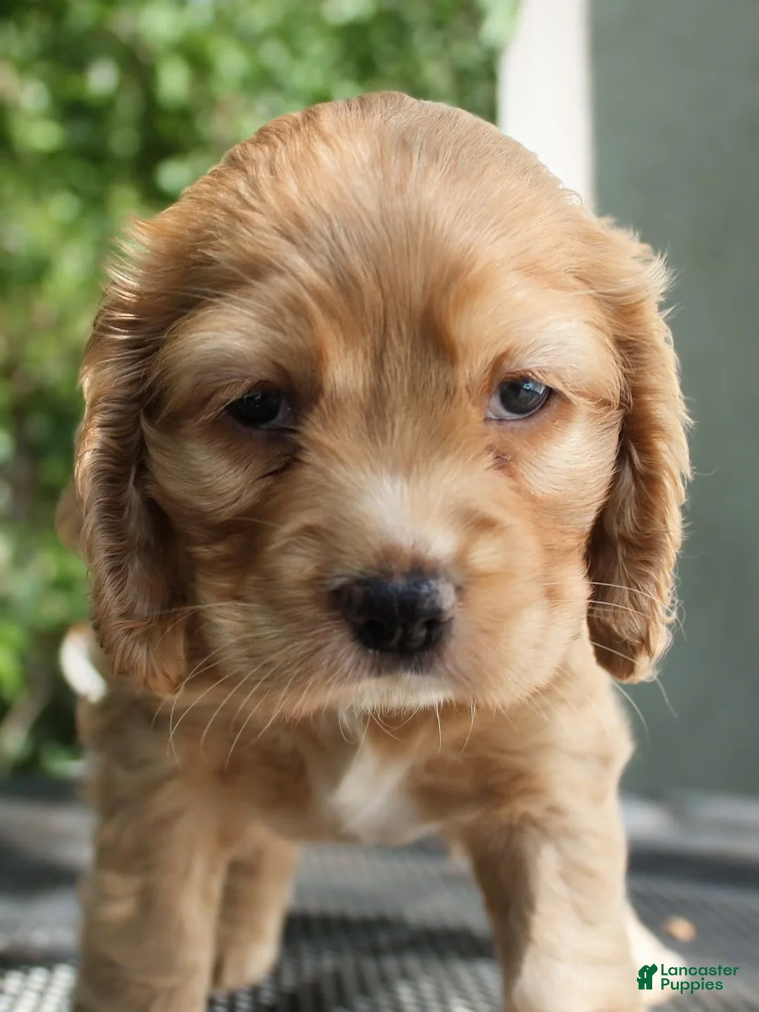 Cocker Spaniel dogs for sale: Ginger - Ad 2