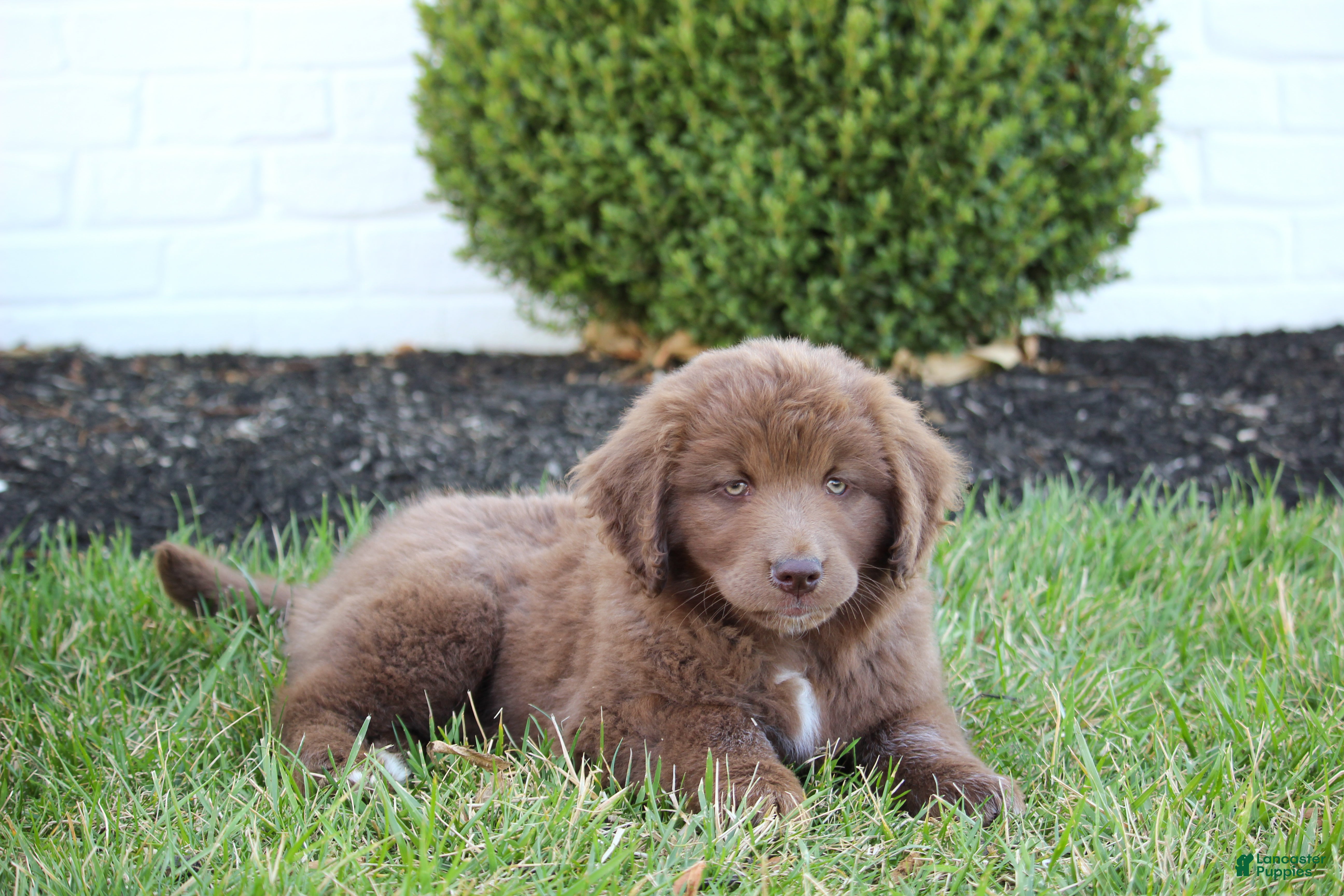 Mixed Breed dogs Rambo - Ad 2