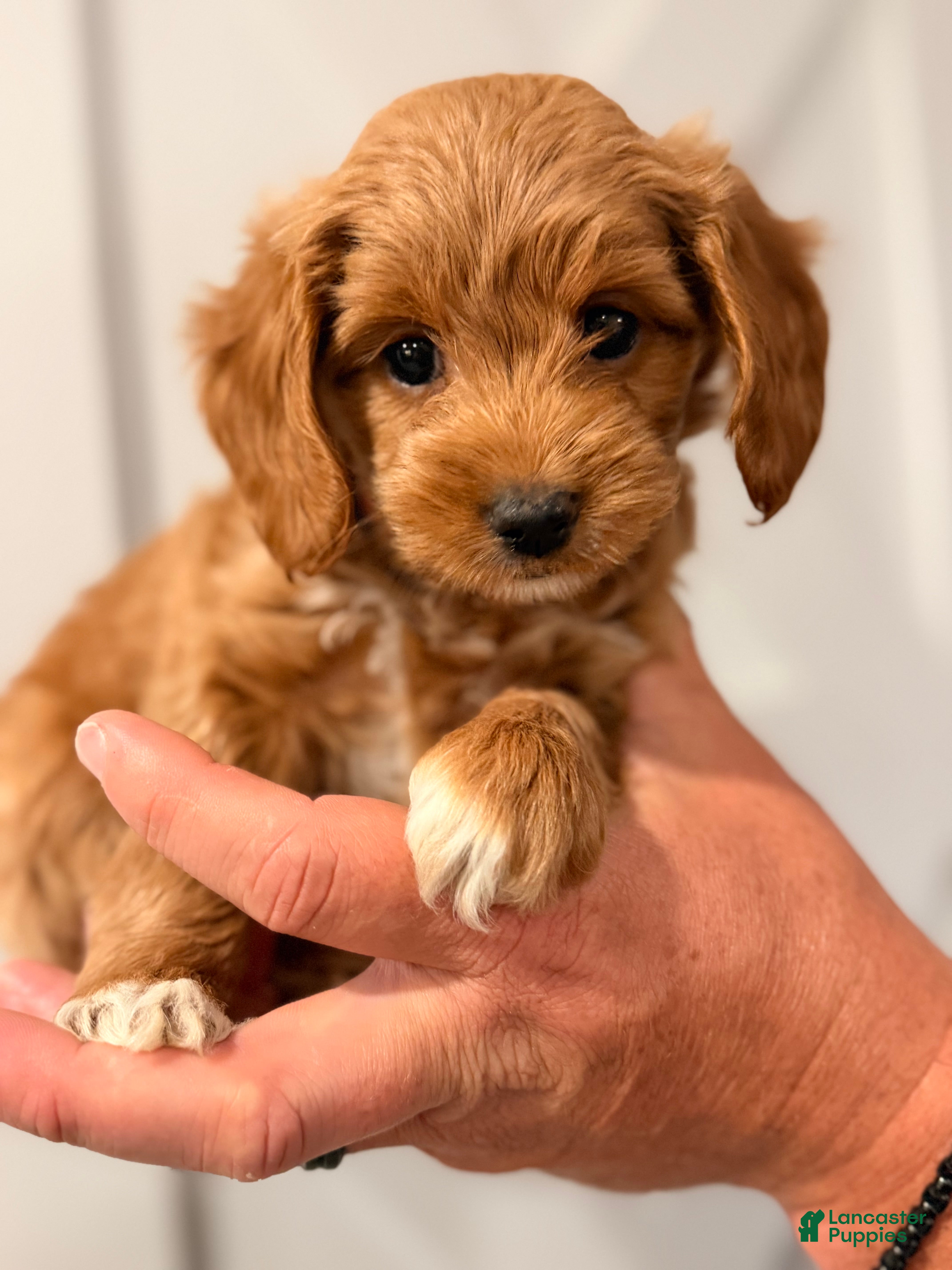 Mini Goldendoodle dogs Daisy Duke - Ad 34