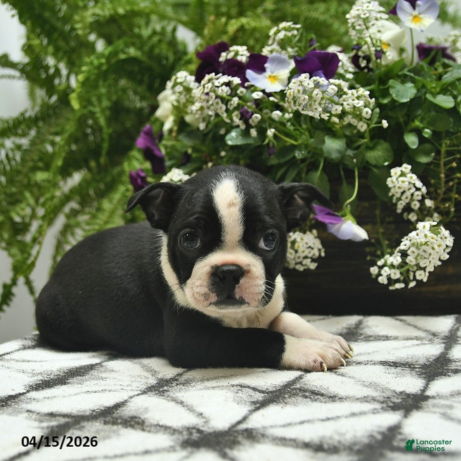 Boston Terrier dogs Muffin  - Ad 1