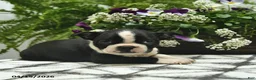 Boston Terrier dogs for sale: Muffin  - Ad 1