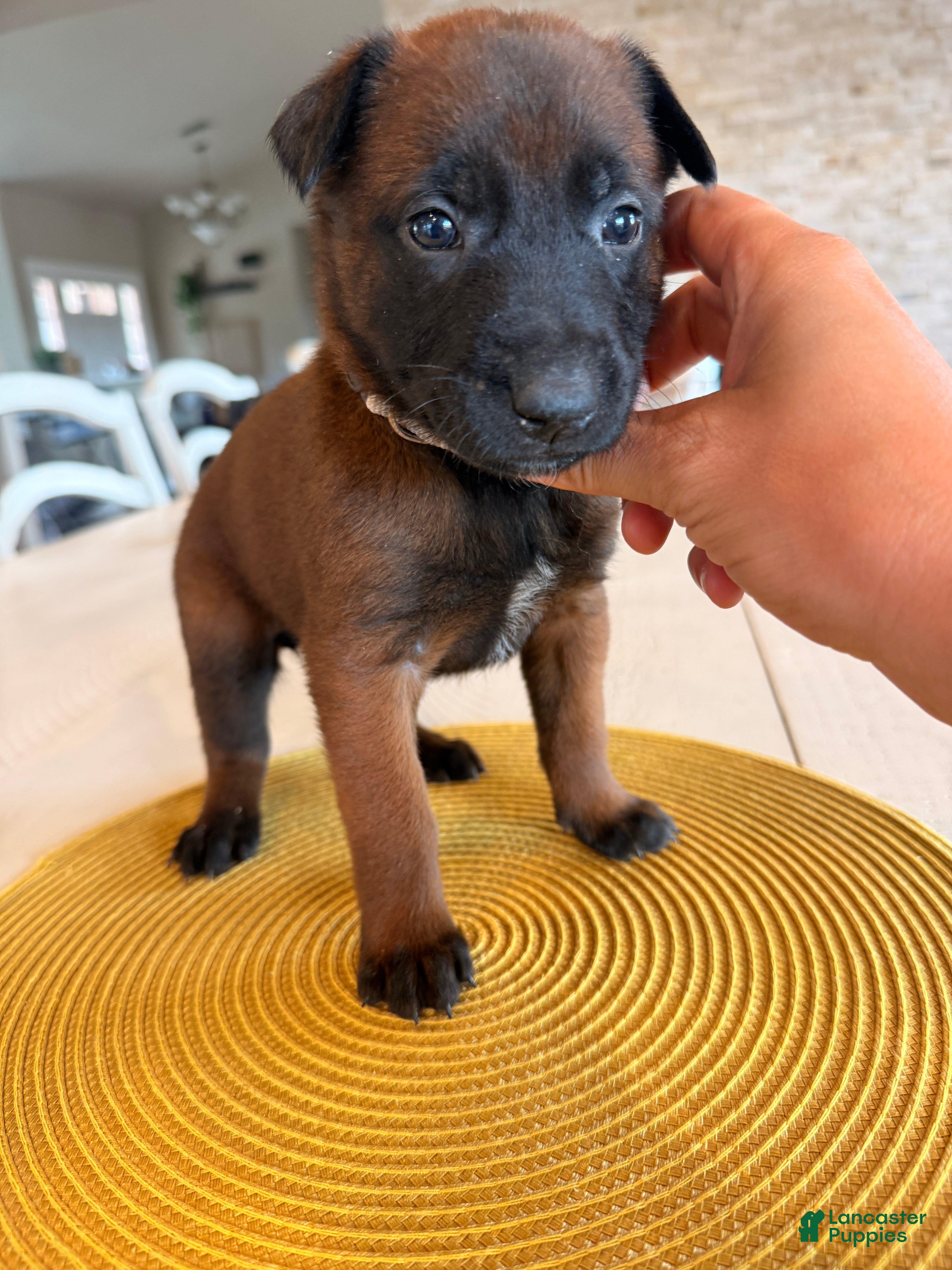 Belgian Malinois dogs Jackie Brown - Ad 1