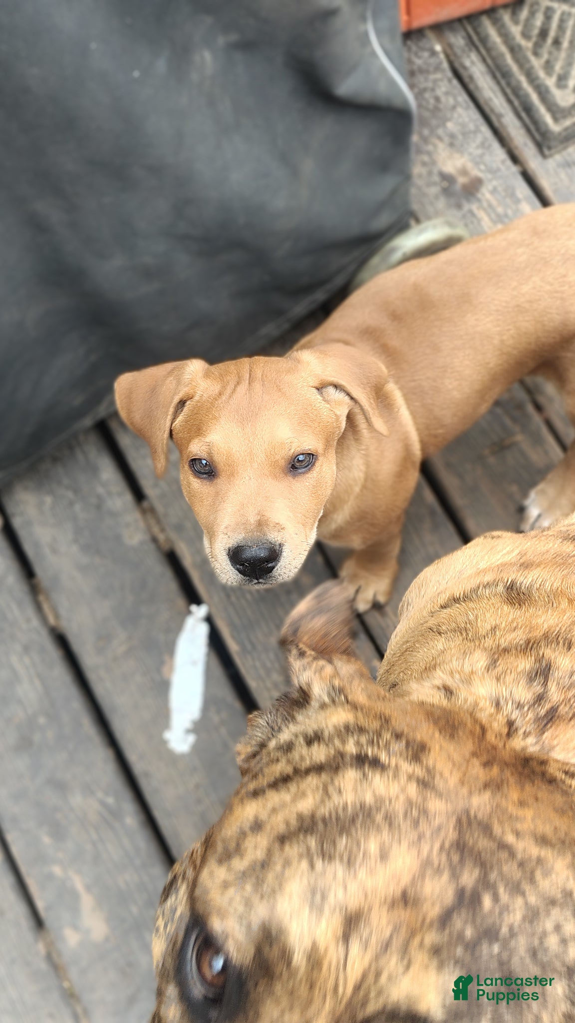 Mixed Breed dogs Meet Lucky — the Sweetest Little Boy in the Litter - Ad 3