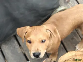 Mixed Breed dogs Meet Lucky — the Sweetest Little Boy in the Litter - Ad 3