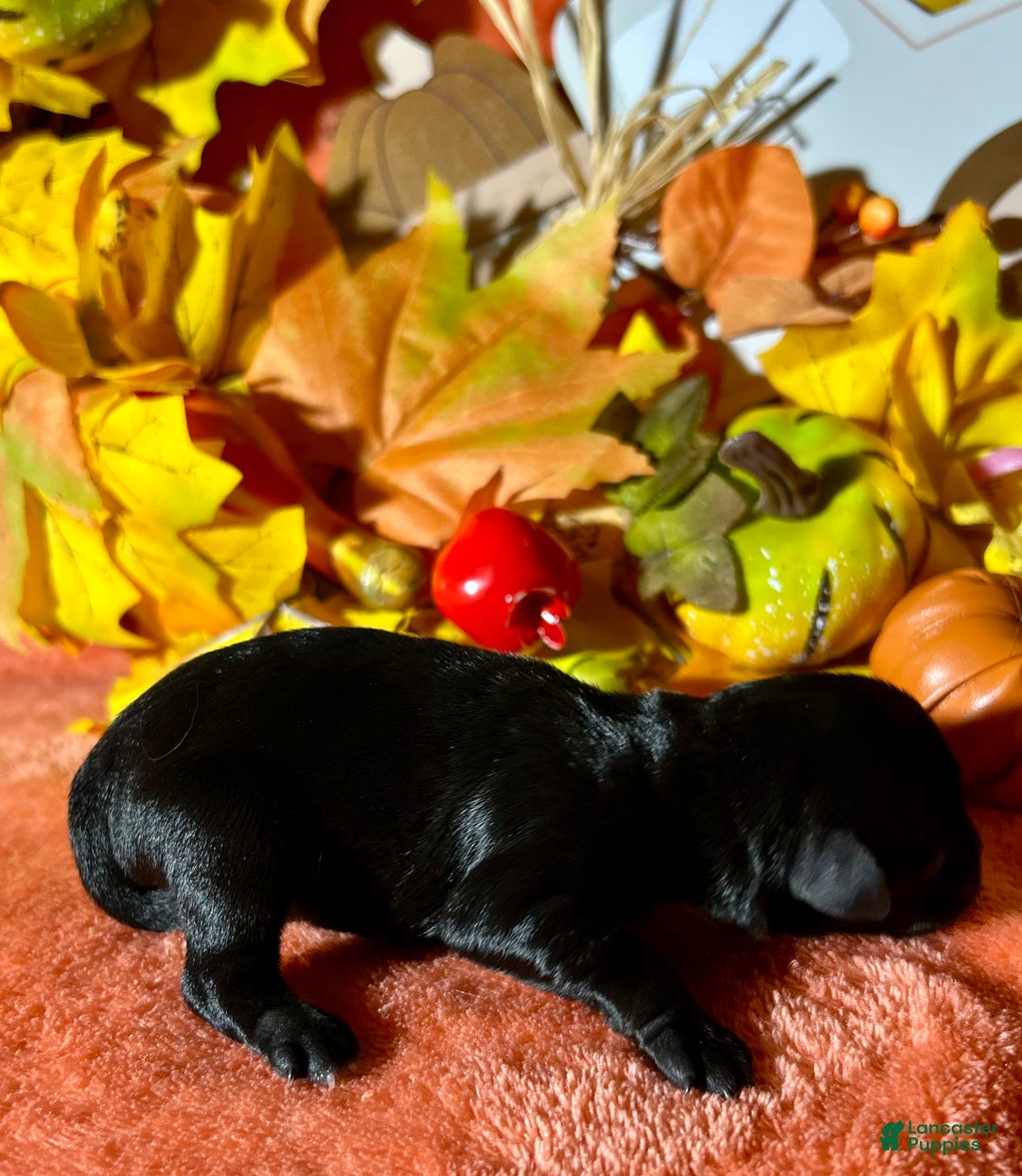 Miniature Schnauzer dogs for sale: Miniature Schnauzer Puppy 4 - Ad 6