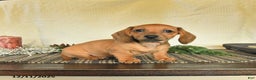 Dachshund dogs for sale: Rosie - Ad 2