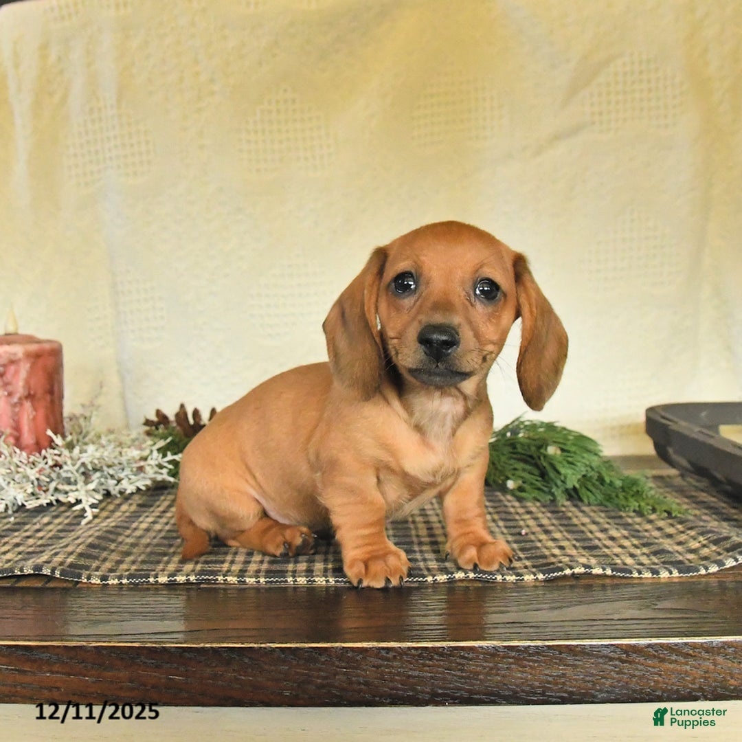Dachshund dogs for sale: Rosie - Ad 2