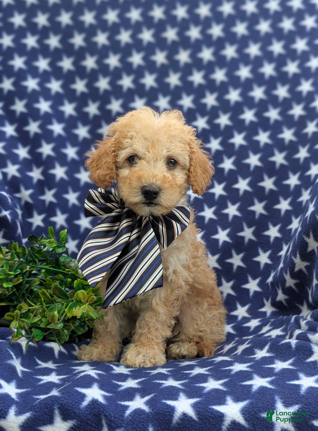 Cockapoo dogs for sale: Moore Hypoallergenic - Ad 12