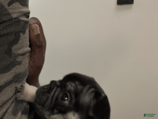 French Bulldog dogs - Ad 8