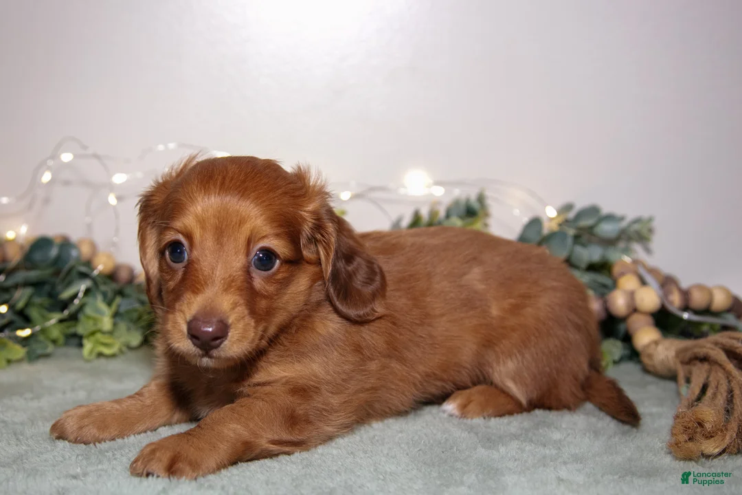Miniature Dachshund dogs for sale: Damien - Ad 2