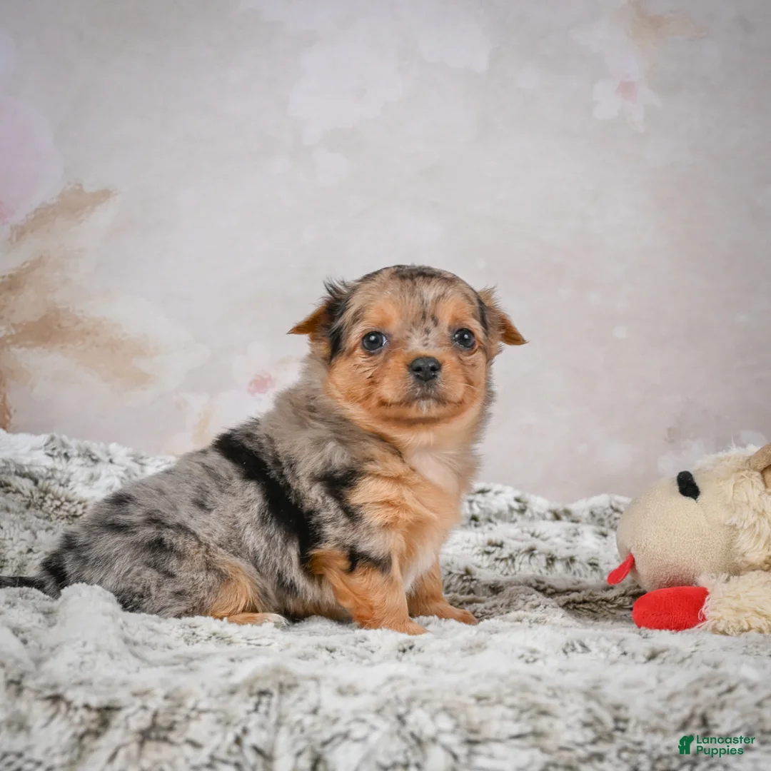 Chihuahua dogs for sale: Hazel - Ad 6