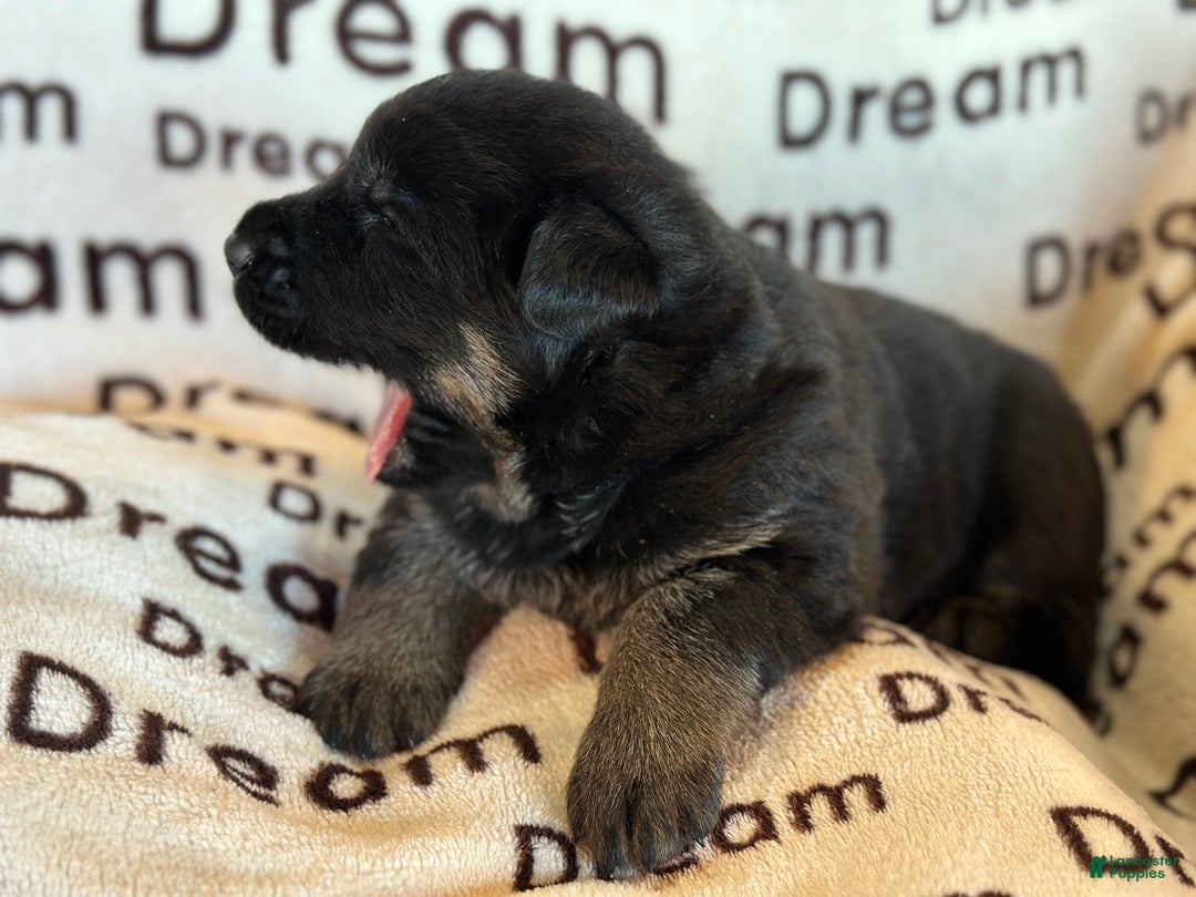 German Shepherd dogs for sale: Cooper - Ad 2