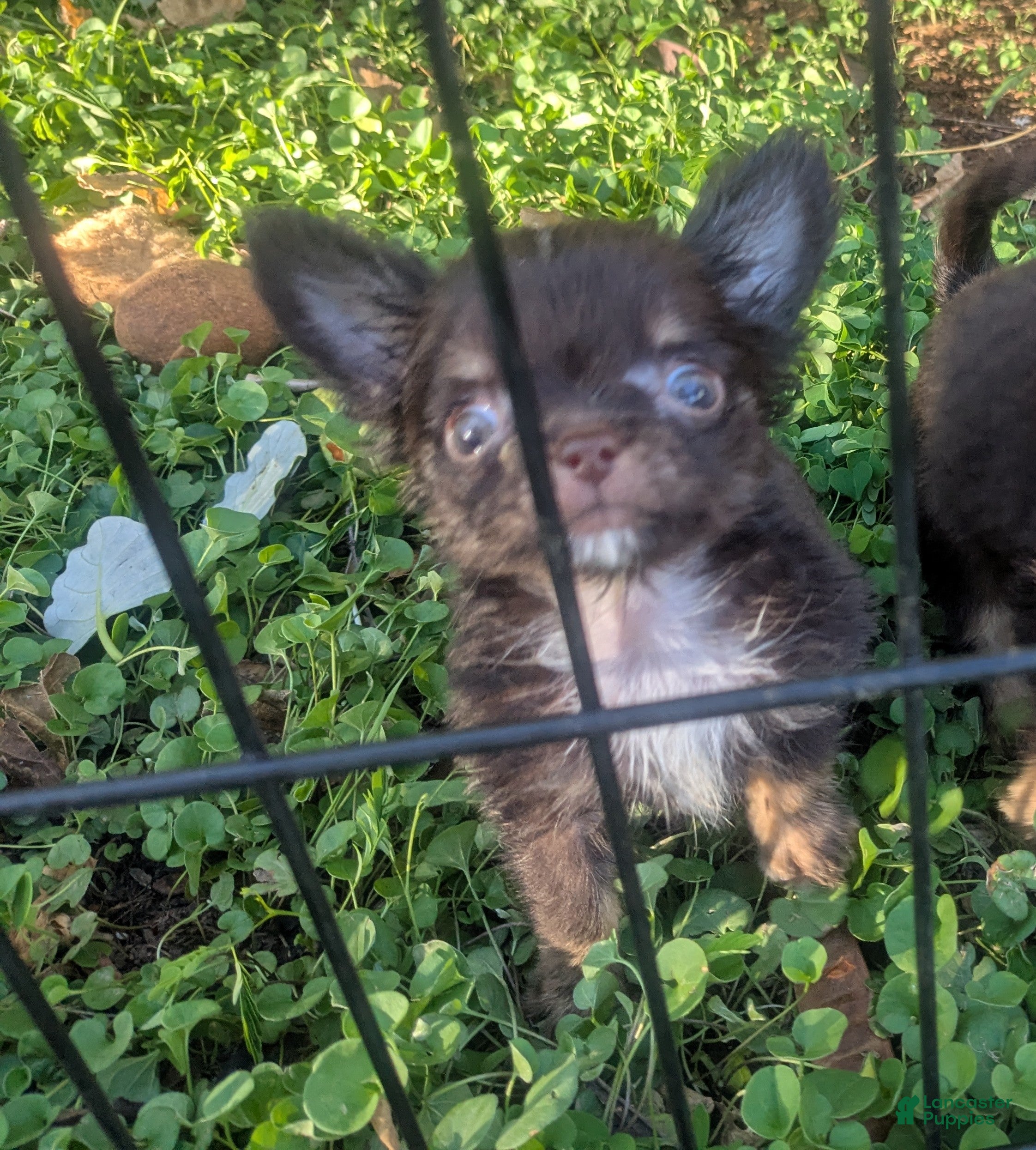 Chihuahua dogs Teacup Apple Head   Twix    - Ad 9
