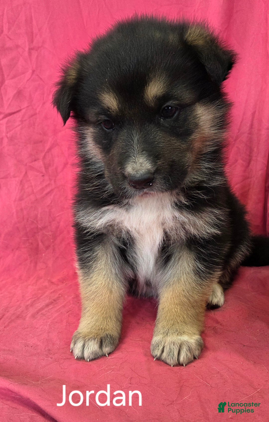 Mixed Breed dogs for sale: Jordan - Ad 1