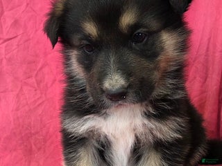 Mixed Breed dogs Jordan - Ad 4