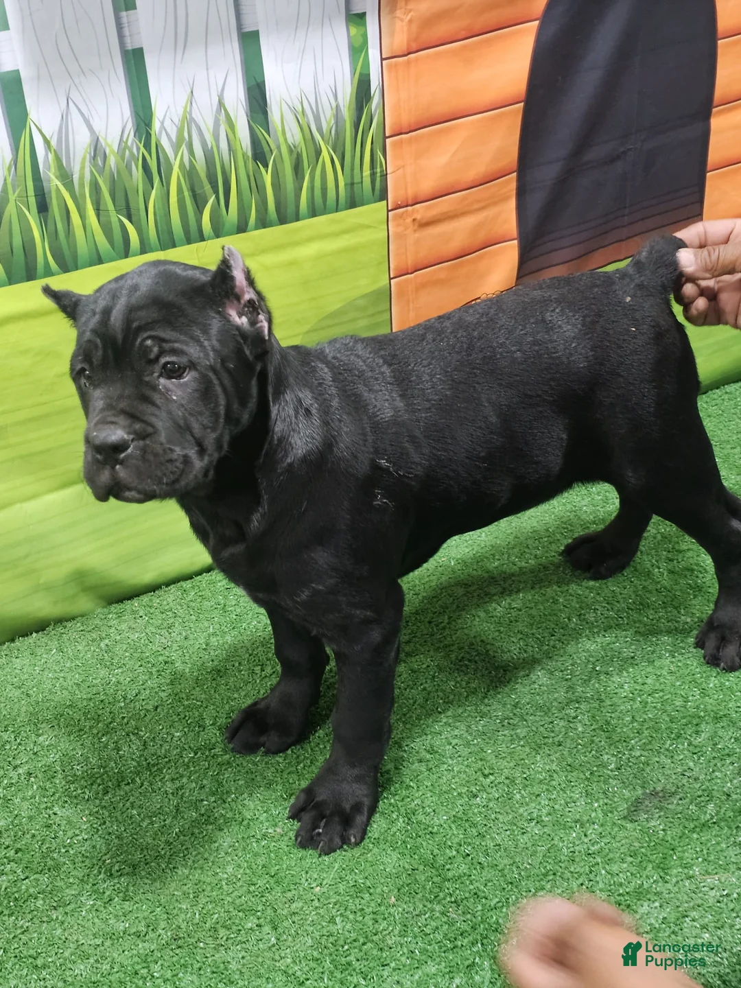 Cane Corso dogs for sale: GIZZEL - Ad 16