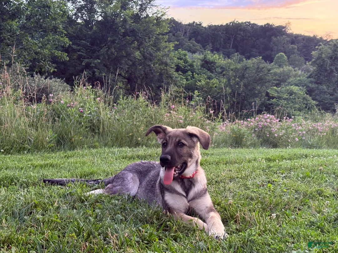 German Shepherd dogs for sale: German Shepherd 1 - Ad 2