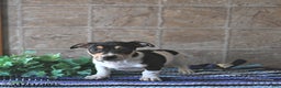 Jack Russell Terrier dogs for sale: Ace - Ad 5