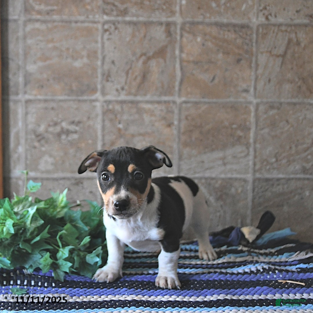 Jack Russell Terrier dogs for sale: Ace - Ad 5