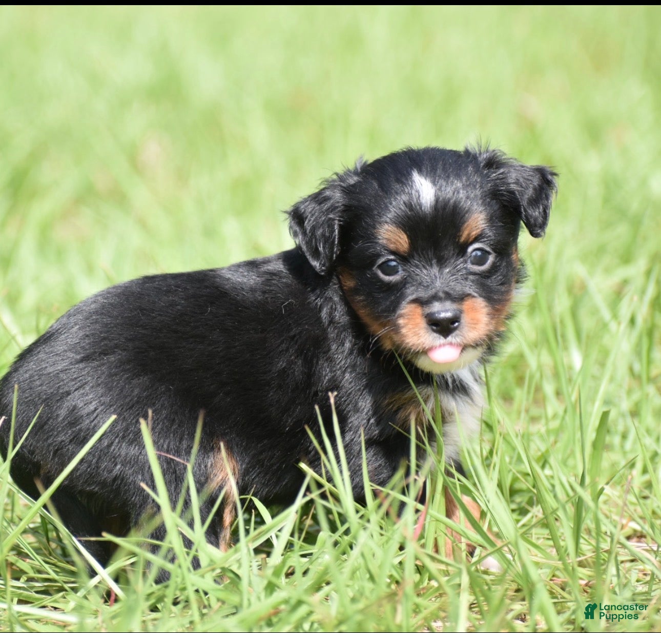 Toy Australian Shepherd dogs for sale: Toy Australian Shepherd Puppy 2 - Ad 2