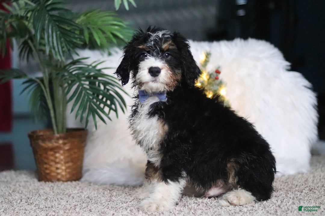 Mini Bernedoodle dogs for sale: Simon - Ad 4
